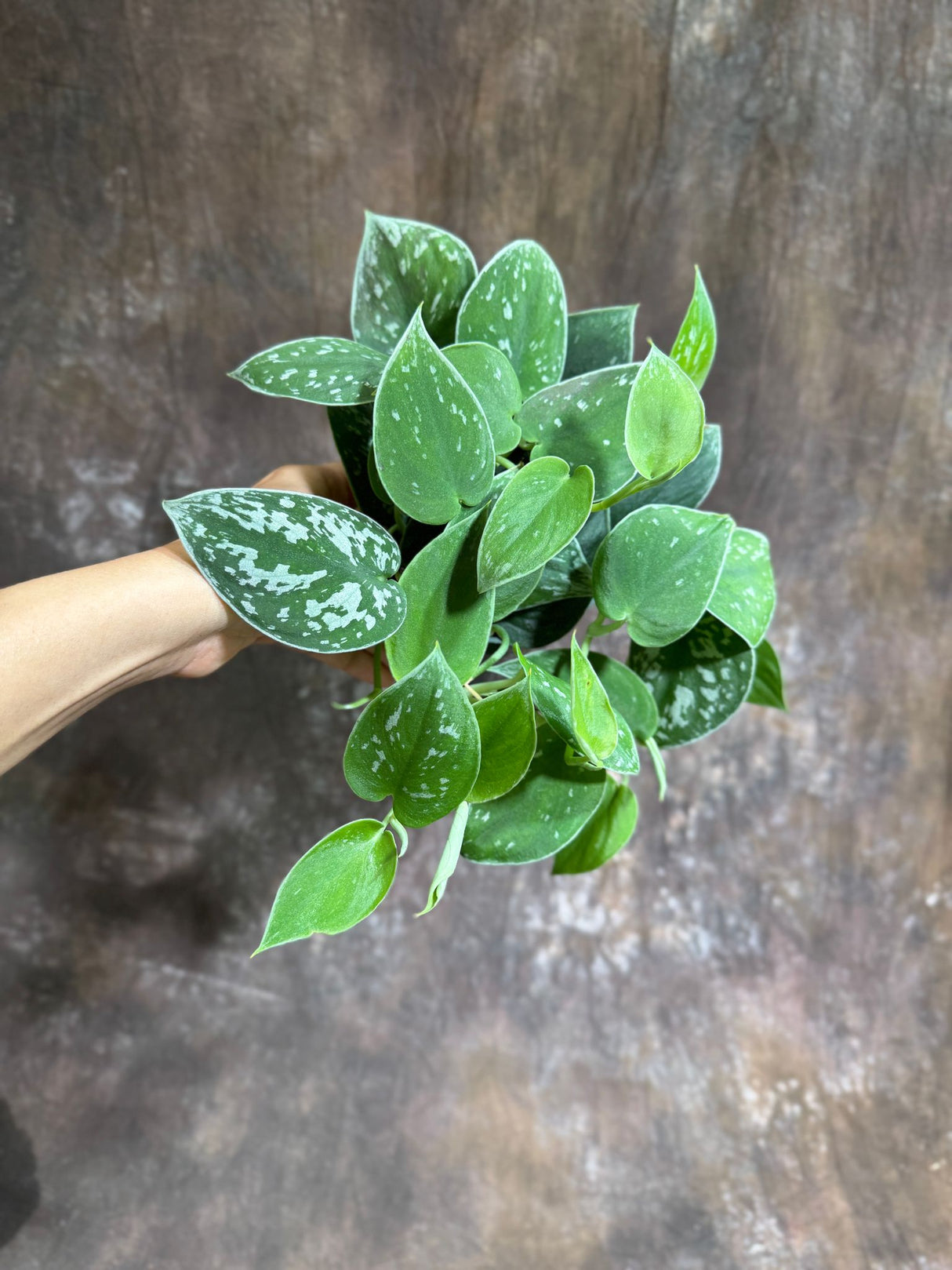 Silver Pothos in a 4" Grow Pot – Scindapsus Exotica - Silver Satin Pothos – Scindapsus Argyraeus - Easy Care Vining Indoor Plant