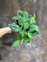 Silver Pothos in a 4" Grow Pot – Scindapsus Exotica - Silver Satin Pothos – Scindapsus Argyraeus - Easy Care Vining Indoor Plant