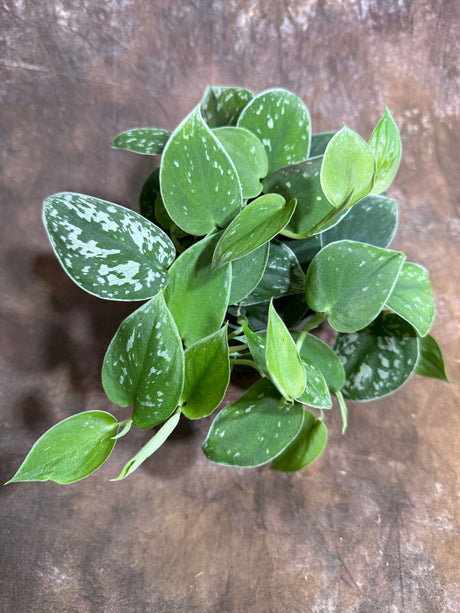 Silver Pothos in a 4" Grow Pot – Scindapsus Exotica - Silver Satin Pothos – Scindapsus Argyraeus - Easy Care Vining Indoor Plant