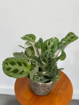 Calathea Burle Marx in a 4" Grow Pot - Variegated Maranta Plant – Fishbone Prayer Plant – Calathea Plant - Easy Care Indoor Houseplant