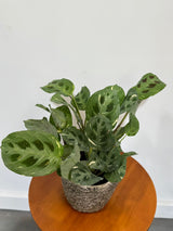 Calathea Burle Marx in a 4" Grow Pot - Variegated Maranta Plant – Fishbone Prayer Plant – Calathea Plant - Easy Care Indoor Houseplant