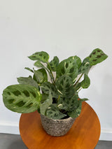Calathea Burle Marx in a 4" Grow Pot - Variegated Maranta Plant – Fishbone Prayer Plant – Calathea Plant - Easy Care Indoor Houseplant