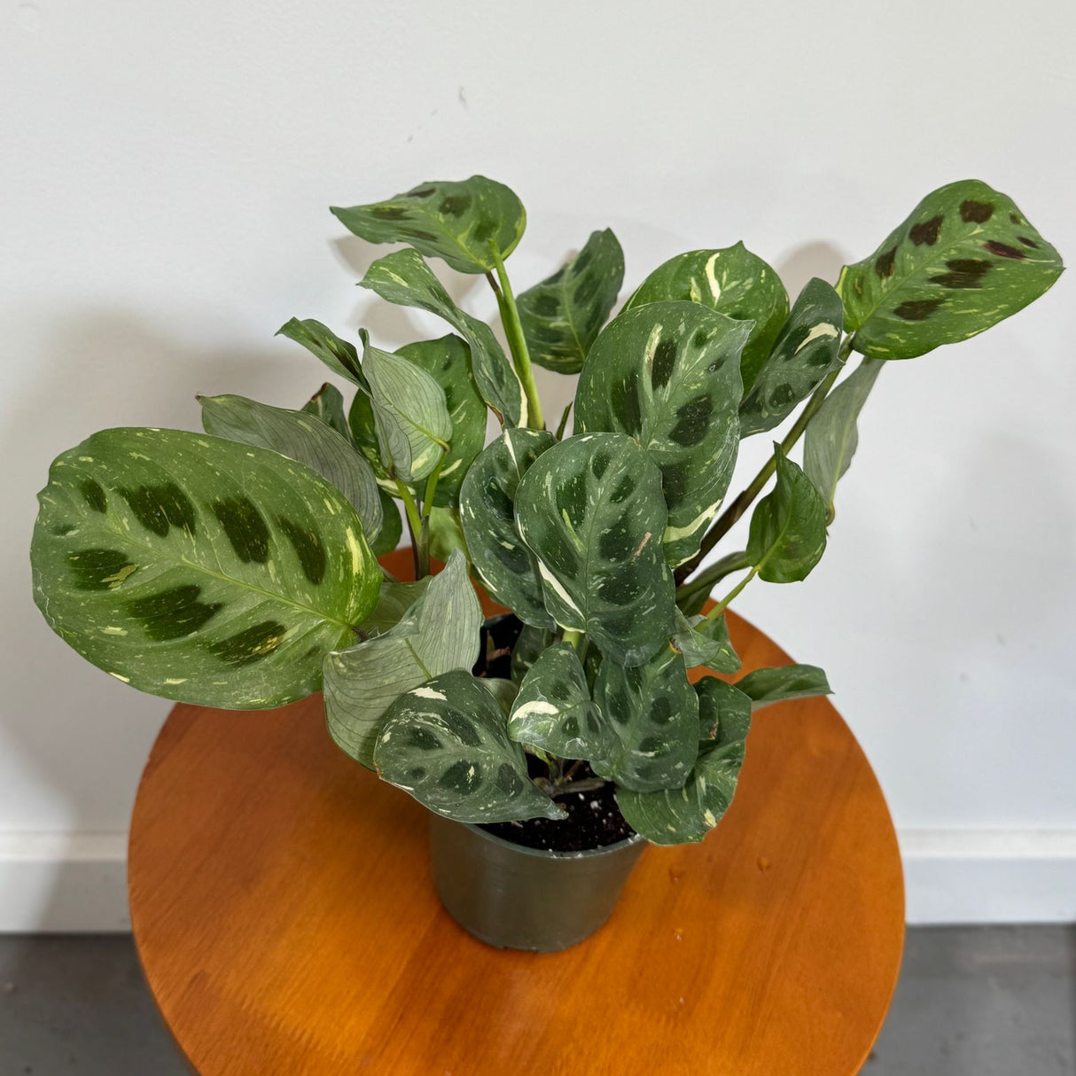 Calathea Burle Marx in a 4" Grow Pot - Variegated Maranta Plant – Fishbone Prayer Plant – Calathea Plant - Easy Care Indoor Houseplant