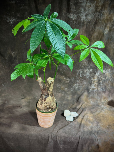 Pachira Aquatica Bonsai 2Ft in a 6” Grow Pot - Money Tree Plant - Bonsai Money Tree - Easy Care Houseplant - Air Purifying Indoor Plant