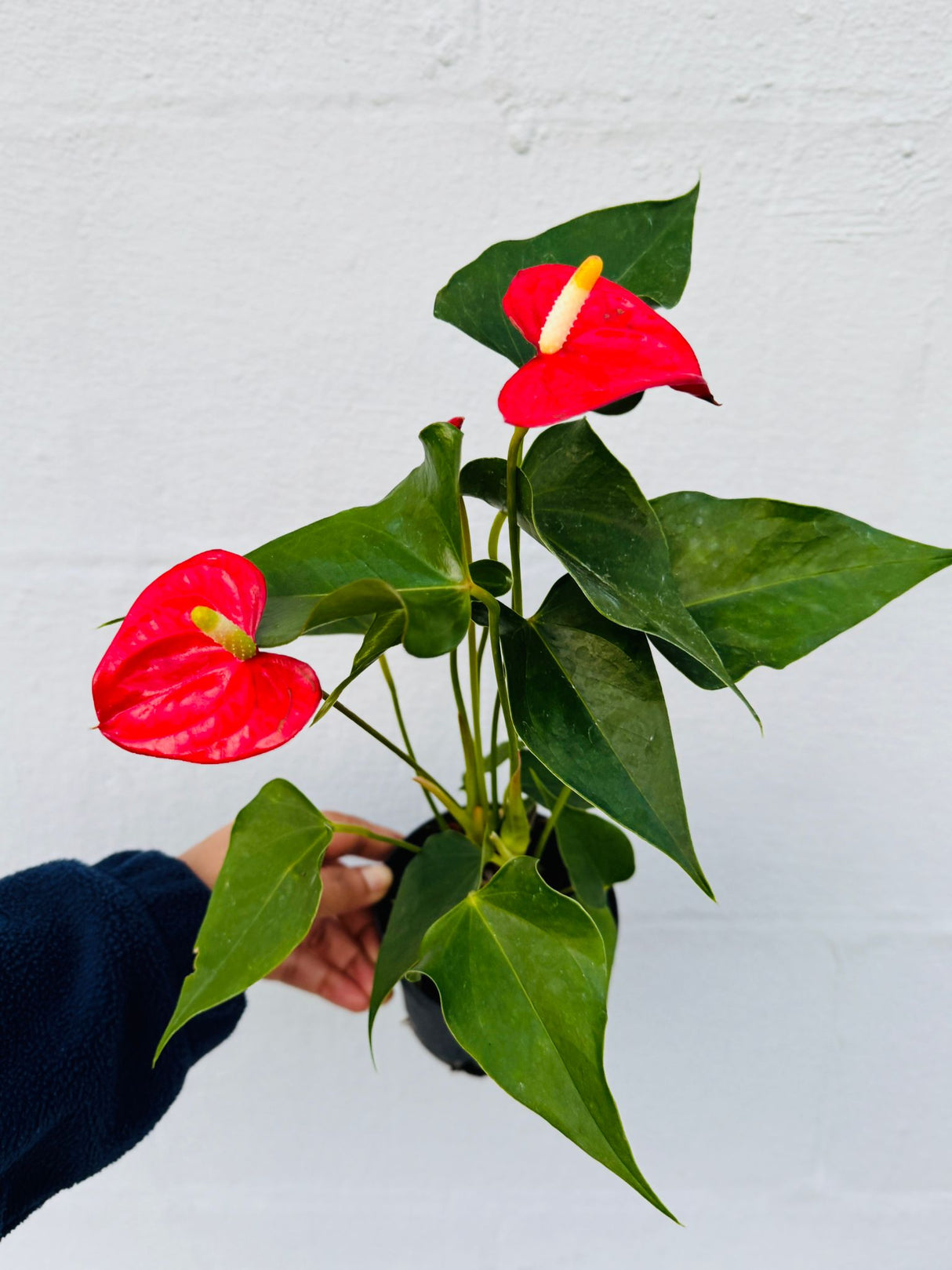 Red Anthurium Flamingo in a 4" Grow Pot –  Anthurium Andraeanum – Red Flamingo Lily