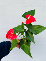 Red Anthurium Flamingo in a 4" Grow Pot –  Anthurium Andraeanum – Red Flamingo Lily