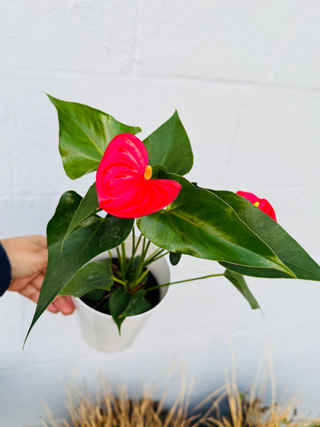 Red Anthurium Flamingo in a 4" Grow Pot –  Anthurium Andraeanum – Red Flamingo Lily