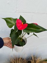 Red Anthurium Flamingo in a 4" Grow Pot –  Anthurium Andraeanum – Red Flamingo Lily