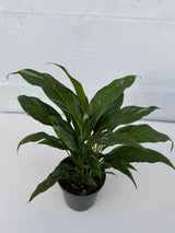 Variegated Peace Lily in a 4" Grow Plant – Indoor Flowering Plant – Variegated Lily Plant - Low Maintenance Blooming Houseplant