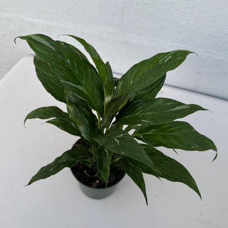 Peace Lily Plant in 4" Grow Pot - Spathiphyllum Peace lily - Flowering Indoor Plant - Low Light Blooming Houseplants