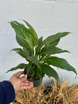Variegated Peace Lily in a 4" Grow Plant – Indoor Flowering Plant – Variegated Lily Plant - Low Maintenance Blooming Houseplant