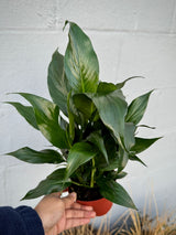 Peace Lily in  4" Grow Pot – Spathiphyllum Peace Lily - Indoor Air Purifying Flowering Plant – Low Maintenance Lily Plant - Easy Care Indoor Plant