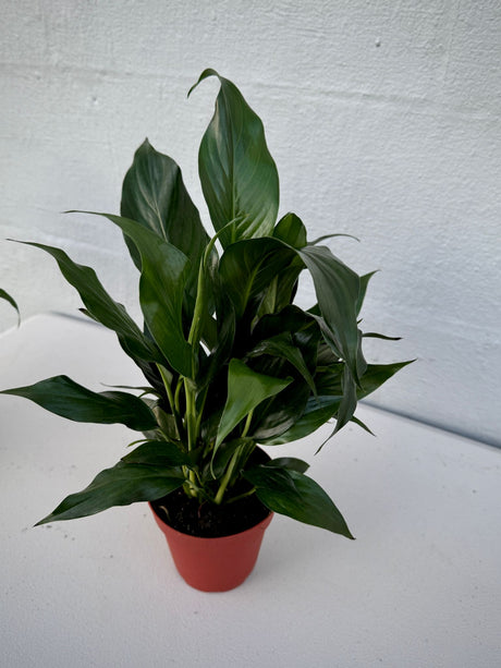 Peace Lily Plant in 4" Grow Pot - Spathiphyllum Peace lily - Flowering Indoor Plant - Low Light Blooming Houseplants