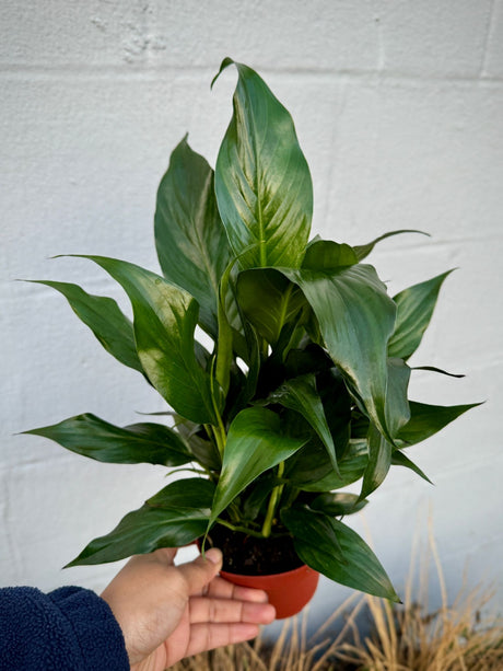 Peace Lily in  4" Grow Pot – Spathiphyllum Peace Lily - Indoor Air Purifying Flowering Plant – Low Maintenance Lily Plant - Easy Care Indoor Plant