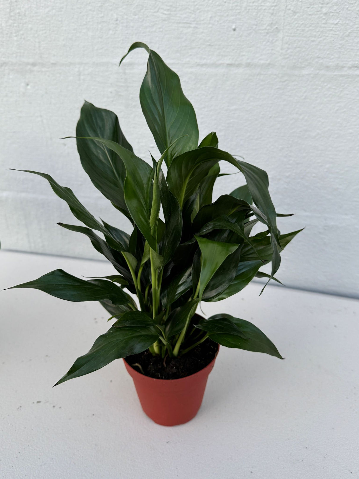 Peace Lily in  4" Grow Pot – Spathiphyllum Peace Lily - Indoor Air Purifying Flowering Plant – Low Maintenance Lily Plant - Easy Care Indoor Plant