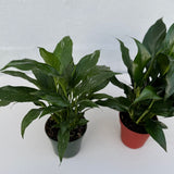 Set of 2 Peace Lily Plants in 4" Grow Pot – Variegated Peace Lily & Classic Peace Lily – Indoor Air Purifying Flowering Plants