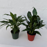 Set of 2 Peace Lily Plants in 4" Grow Pot – Variegated Peace Lily & Classic Peace Lily – Indoor Air Purifying Flowering Plants