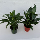 Set of 2 Peace Lily Plants in 4" Grow Pot – Variegated Peace Lily & Classic Peace Lily – Indoor Air Purifying Flowering Plants
