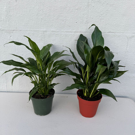 Set of 2 Peace Lily Plants in 4" Grow Pot – Variegated Peace Lily & Classic Peace Lily – Indoor Air Purifying Flowering Plants