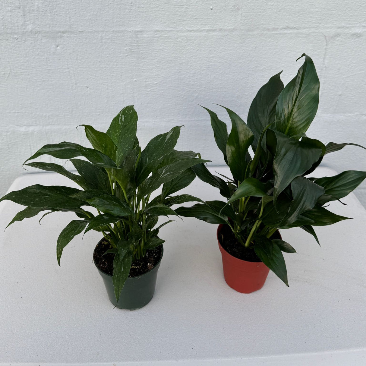 Set of 2 Peace Lily Plants in 4" Grow Pot – Variegated Peace Lily & Classic Peace Lily – Indoor Air Purifying Flowering Plants