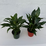 Set of 2 Peace Lily Plants in 4" Grow Pot – Variegated Peace Lily & Classic Peace Lily – Indoor Air Purifying Flowering Plants