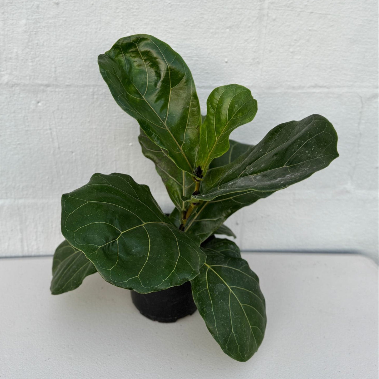Fiddle Leaf Fig Tree in a 6" Grow Pot – Ficus Lyrata – Indoor Fig Plant – Air Purifying Indoor Plant – Low Maintenance Houseplant - Live Tropical Houseplant