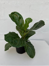 Fiddle Leaf Fig Tree in a 6" Grow Pot – Ficus Lyrata – Indoor Fig Plant – Air Purifying Indoor Plant – Low Maintenance Houseplant - Live Tropical Houseplant