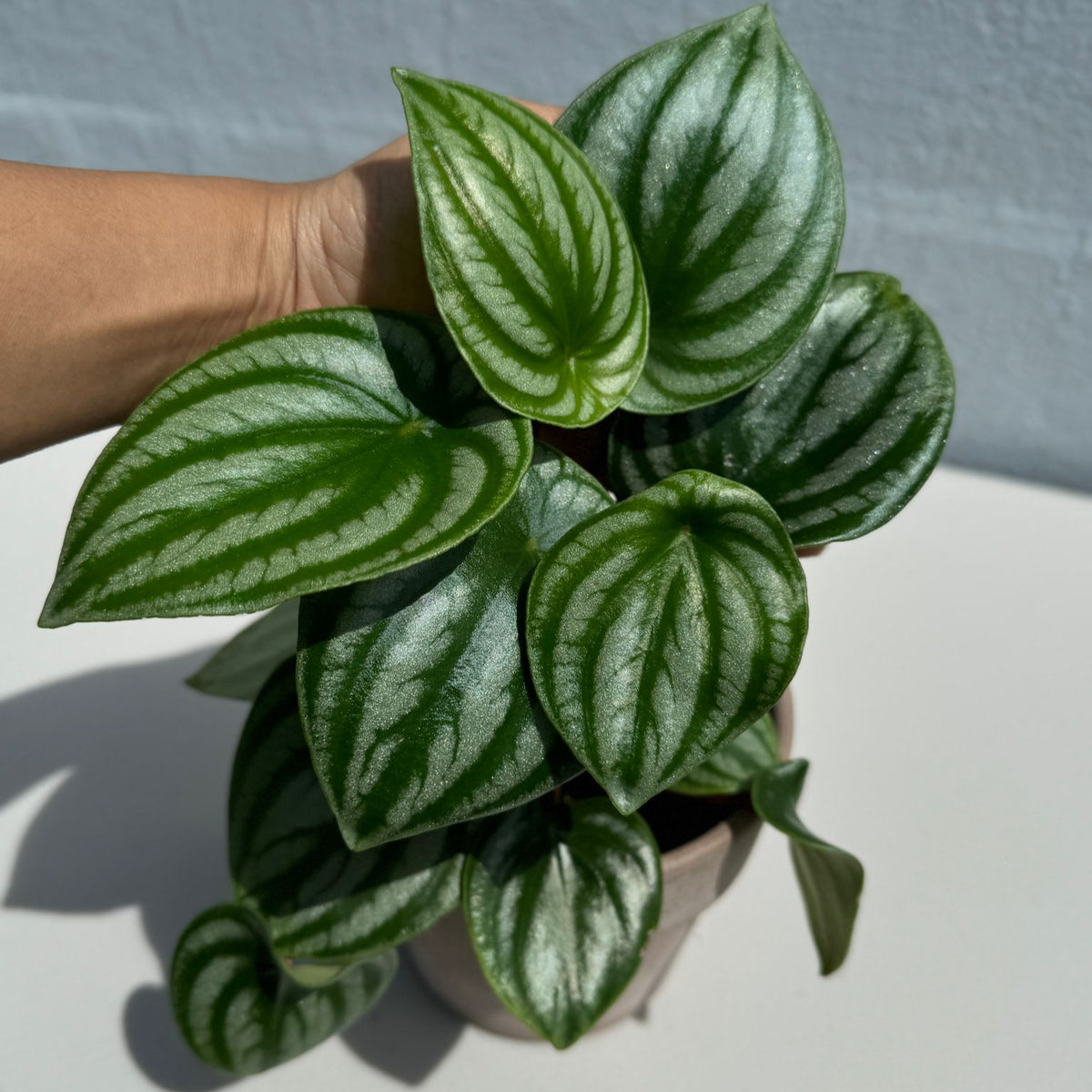 Watermelon Peperomia In 4" Nursery Pot