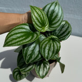 Watermelon Peperomia In 4" Nursery Pot