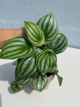 Watermelon Peperomia In 4" Nursery Pot