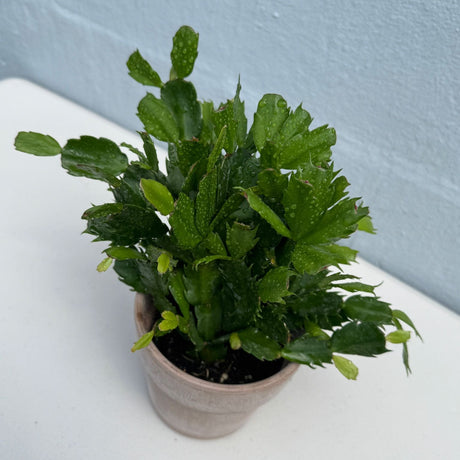 Schlumbergera Bridgesii Christmas Cactus in a 4" Grow Pot – Indoor Succulent Plant