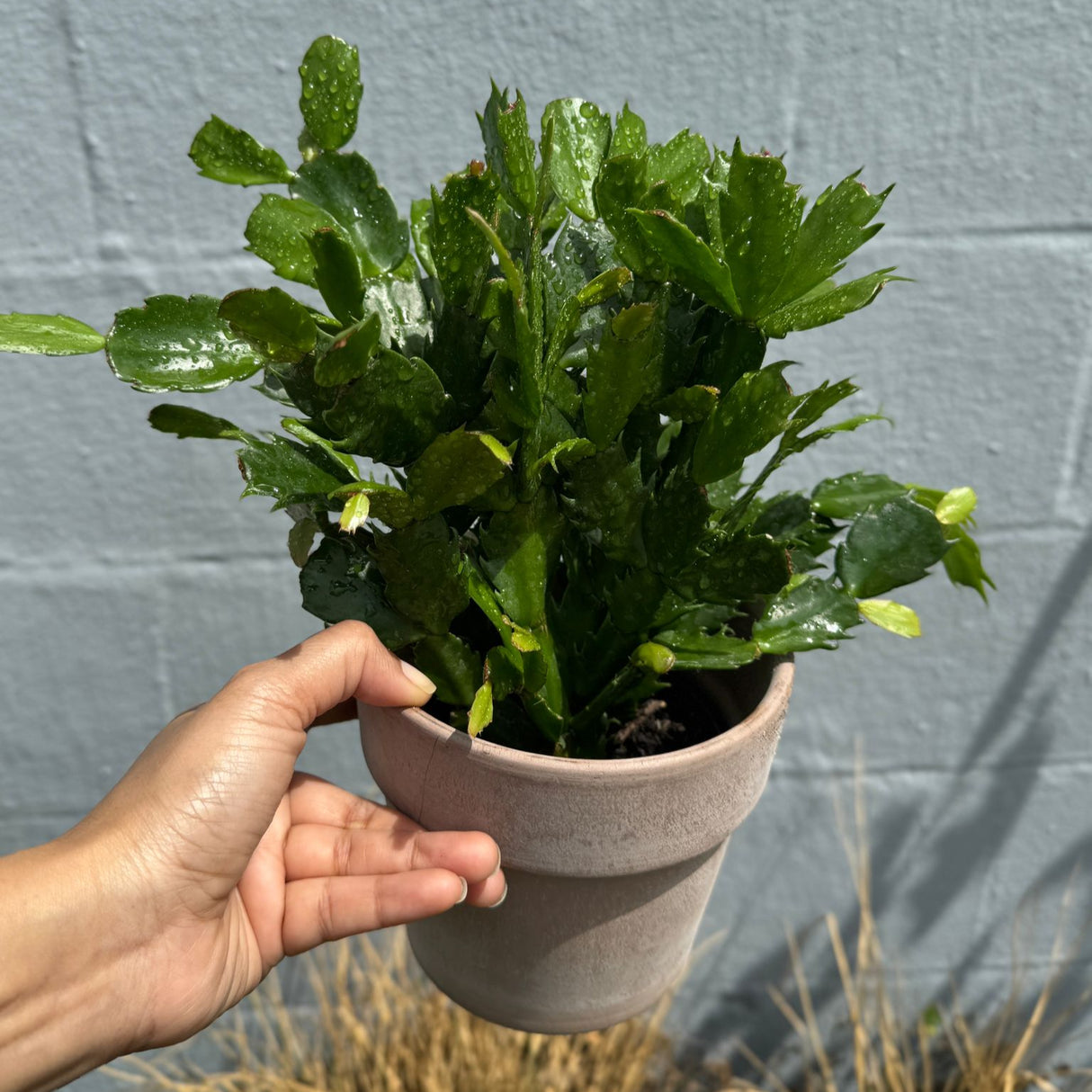 Schlumbergera Bridgesii Christmas Cactus in a 4" Grow Pot – Indoor Succulent Plant
