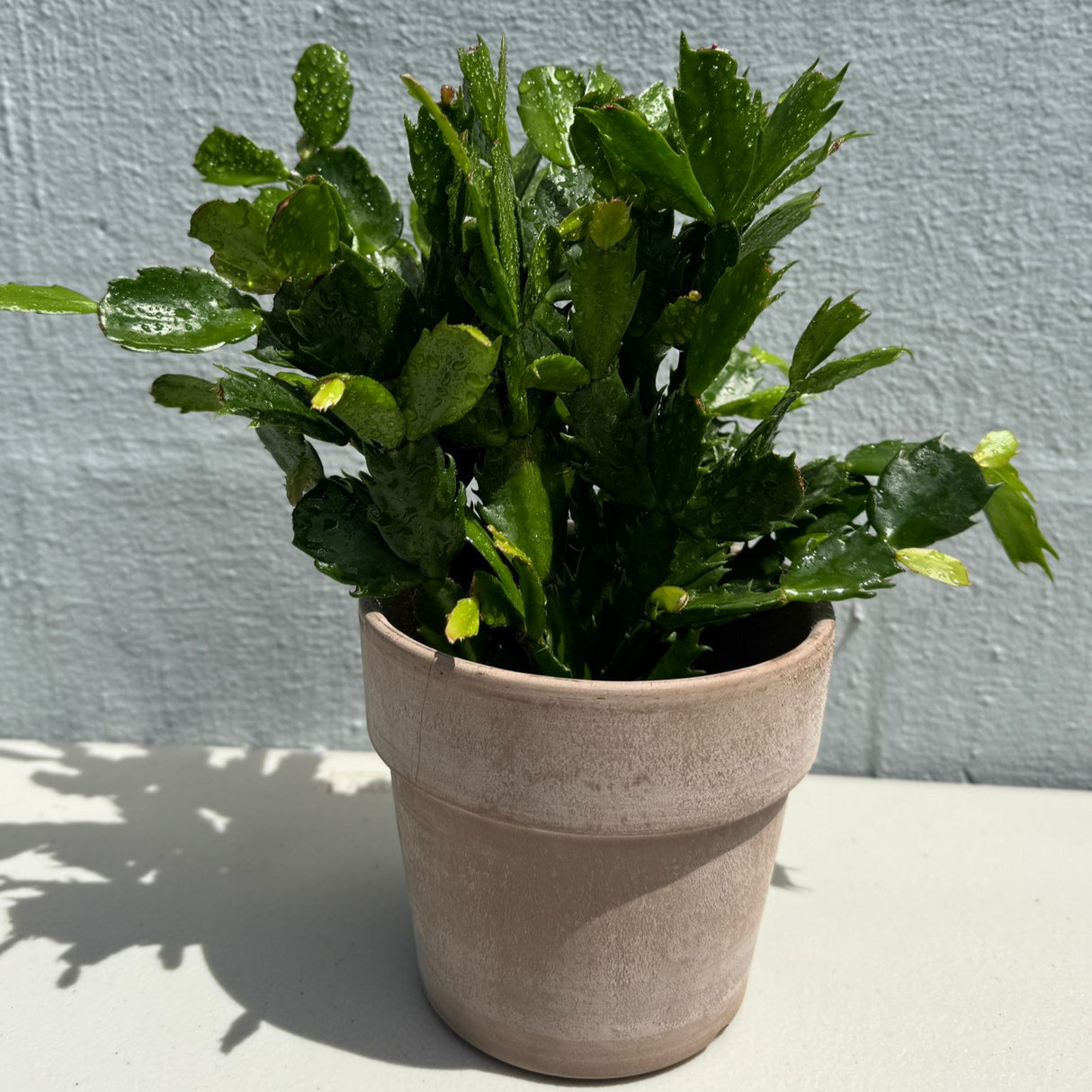 Schlumbergera Bridgesii Christmas Cactus in a 4" Grow Pot – Indoor Succulent Plant