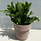 Schlumbergera Bridgesii Christmas Cactus in a 4" Grow Pot – Indoor Succulent Plant