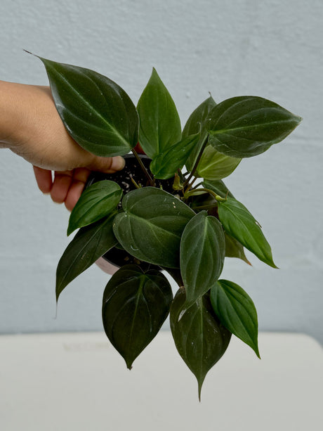 Philodendron Mican in a 3" Grow Pot - Velvet Leaf Philodendron – Tropical Vining Indoor Plant