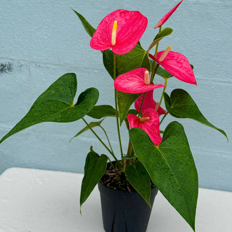 Pink Anthurium Flamingo Flower Plant in a 6" Grow Pot –  Anthurium Andraeanum – Pink Flamingo Lily - Indoor Air Purifying Plant - Easy Care Live Houseplant - Blooming Flower Plant