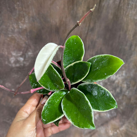 Hoya Carnosa ‘Krimson Queen’  in 4" Grow Pot – Tricolor Variegated Hoya Plant – Easy Care Trailing Houseplant - Air Purifying Indoor Plant - Tropical Houseplant