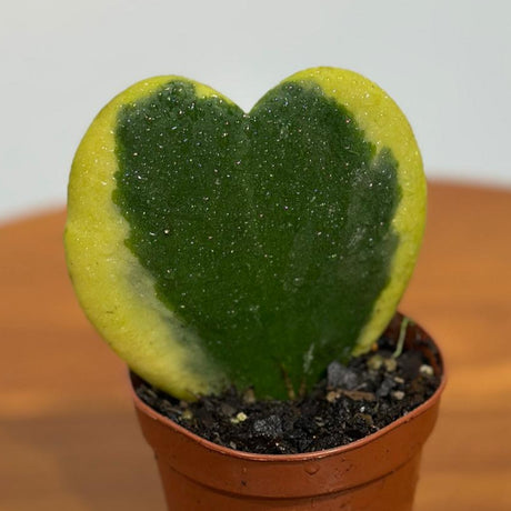 Hoya Kerrii Heart Succulent in a 2" Grow Pot - Live Plant - Indoor or Outdoor plant - Heart-Shaped Hoya - Variegated Sweetheart Hoya