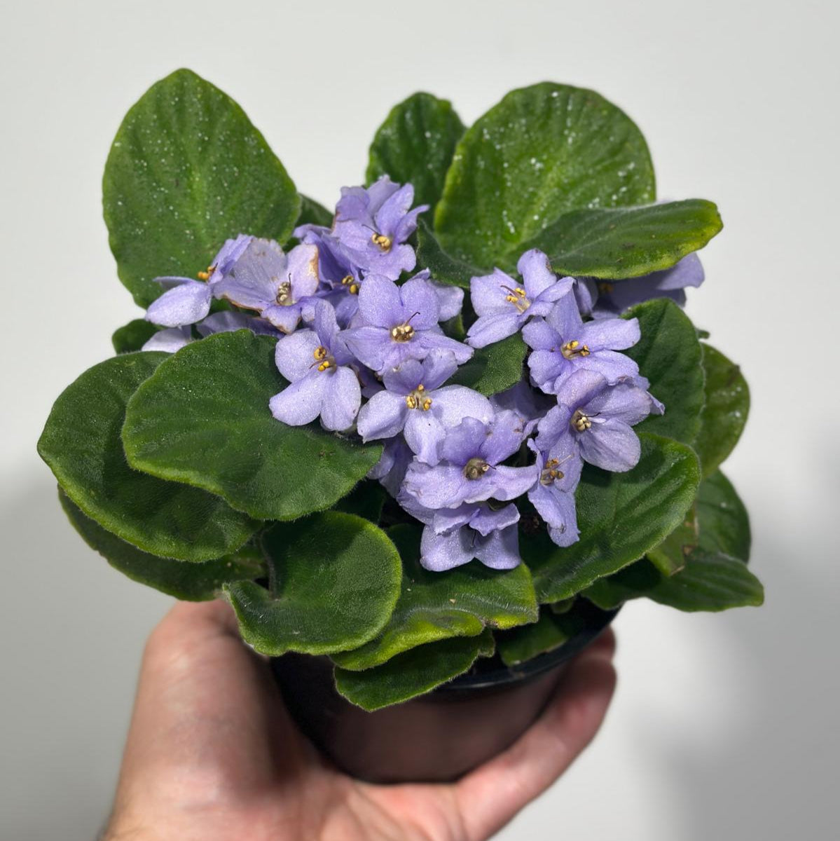 African Violet Light Purple in 4” Grow Pot - Saintpaulia Ionantha - Light Puple Violets - Indoor Blooming Flower Plant - Flowering Terrarium Plant