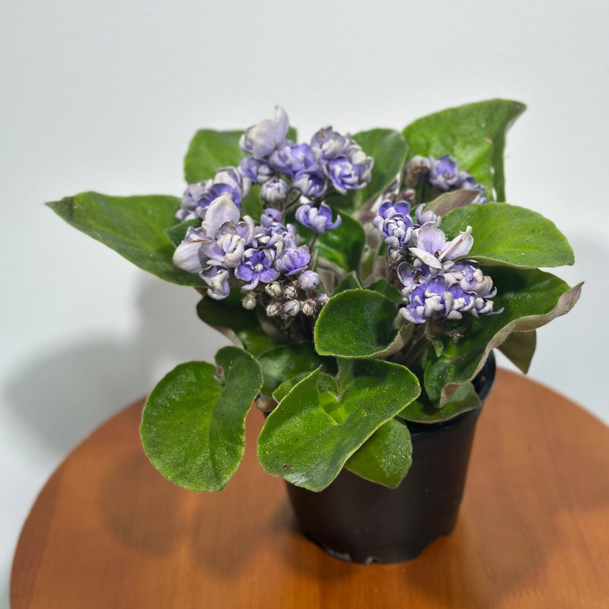 African Violet Light Purple Rosset in 4” Grow Pot - Saintpaulia Ionantha - Light Puple Rosset Violets - Indoor Blooming Flower Plant - Flowering Terrarium Plant