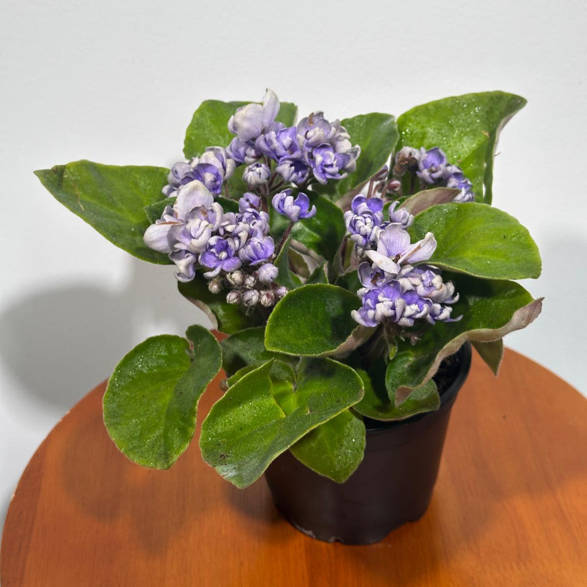 African Violet Light Purple Rosset in 4” Grow Pot - Saintpaulia Ionantha - Light Puple Rosset Violets - Indoor Blooming Flower Plant - Flowering Terrarium Plant