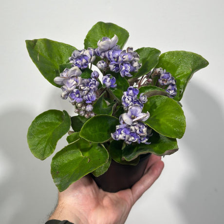 African Violet Light Purple Rosset in 4” Grow Pot - Saintpaulia Ionantha - Light Puple Rosset Violets - Indoor Blooming Flower Plant - Flowering Terrarium Plant