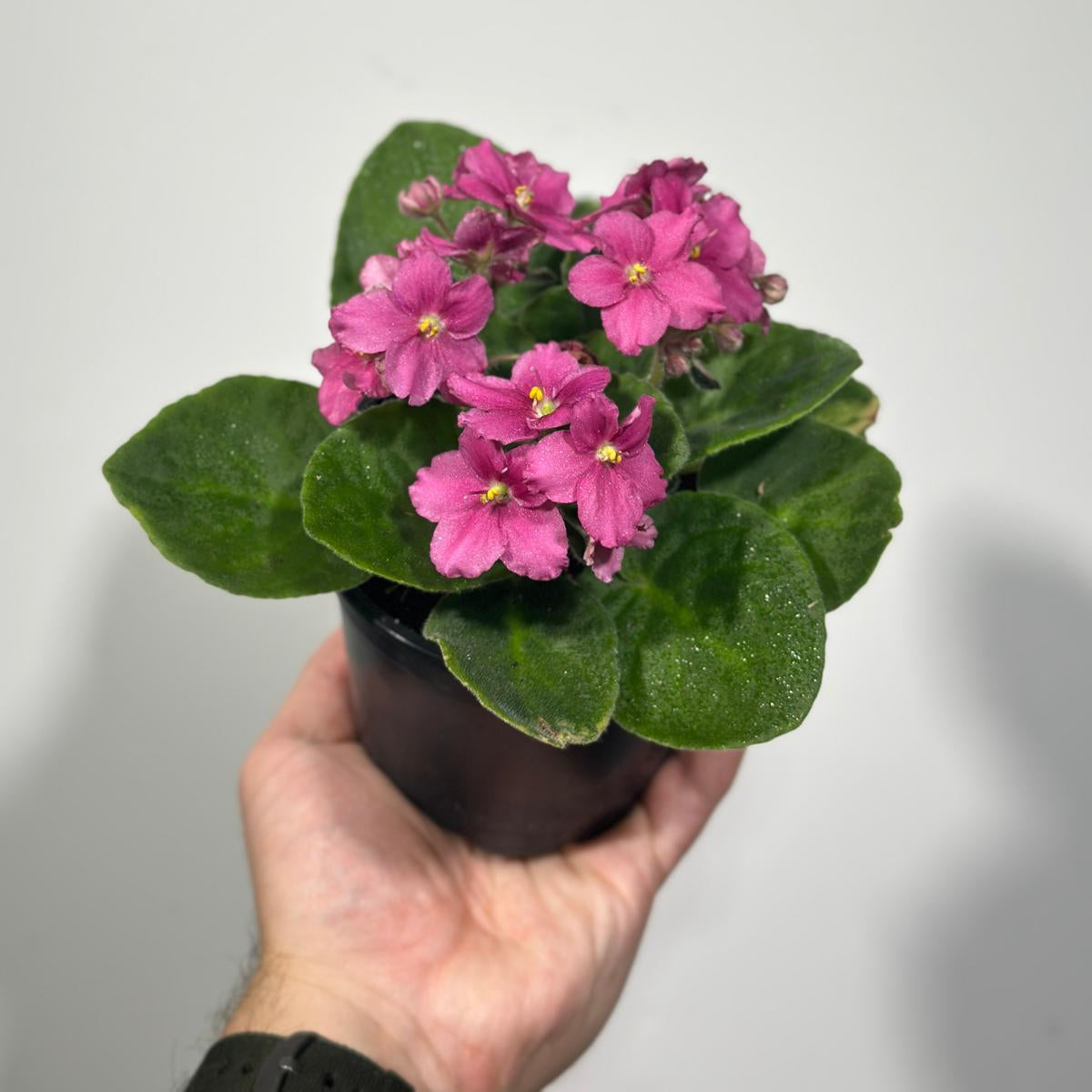 African Violet Hot Pink in 4” Grow Pot - Saintpaulia Ionantha - Hot Pink Violets - Indoor Blooming Flower Plant - Flowering Terrarium Plant