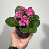 African Violet Hot Pink in 4” Grow Pot - Saintpaulia Ionantha - Hot Pink Violets - Indoor Blooming Flower Plant - Flowering Terrarium Plant