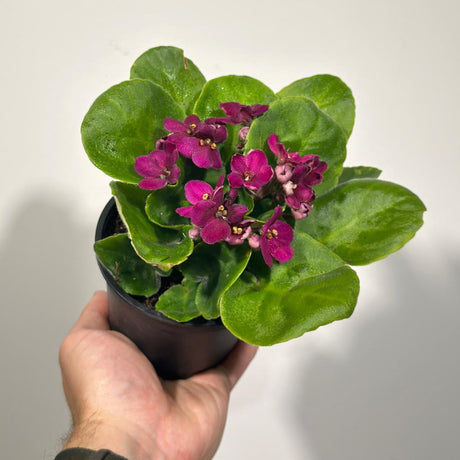 African Violet Magenta in 4” Grow Pot - Saintpaulia Ionantha - Magenta Violets - Indoor Blooming Flower Plant - Flowering Terrarium Plant