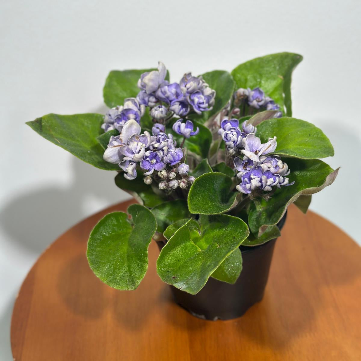 African Violet Light Purple Rosset in 4” Grow Pot - Saintpaulia Ionantha - Light Puple Rosset Violets - Indoor Blooming Flower Plant - Flowering Terrarium Plant