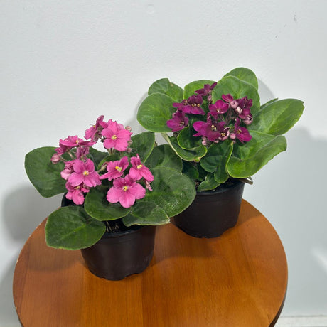 Set of 2 African Violets in a 4" Grow Pot – Indoor Plant Gift Set