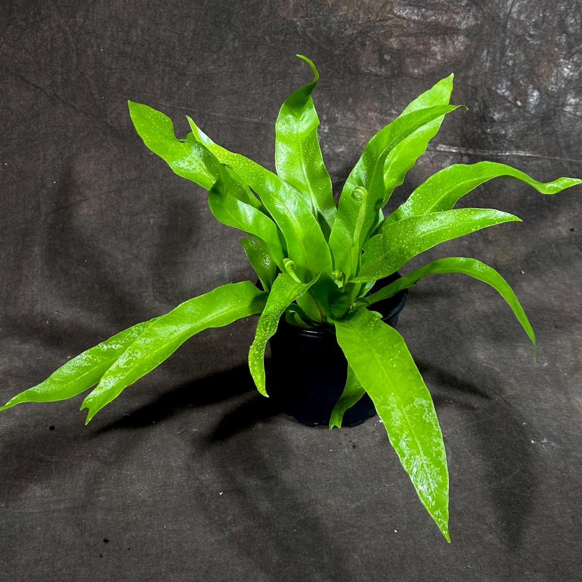 Bird Nest Fern 4” Grow Pot - Asplenium Nidus Victoria - Wavy Leaves Fern Indoor and Outdoor - Air Purifier Plants - Gift Plants