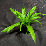 Bird Nest Fern 4” Grow Pot - Asplenium Nidus Victoria - Wavy Leaves Fern Indoor and Outdoor - Air Purifier Plants - Gift Plants