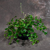 Button Fern in 4" Grow Pot - Pellaea Rotundifolia Starter Plant - Fully Rooted Fern Plant Live - Indoor Houseplants - Round-Leafed Fern